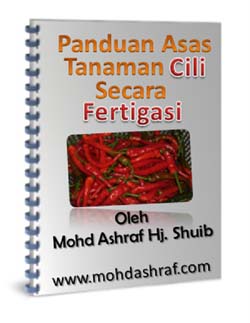 Panduan Asas Tanaman Cili Secara Fertigasi