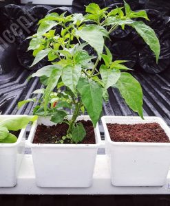 Kit Menanam Hidroponik Hygrowpot Abi Agro Dapatkan 