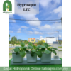 Hygrowpot LTC