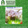 Purple Red Dwarf Pak Choy 217